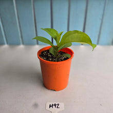 Load image into Gallery viewer, #M92 Medinilla Scortechinii 'Orange'