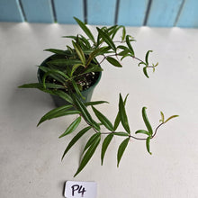 Load image into Gallery viewer, #P4 Medinilla Quadrifolia