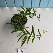 Load image into Gallery viewer, #P4 Medinilla Quadrifolia