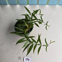 Load image into Gallery viewer, #P4 Medinilla Quadrifolia