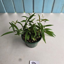 Load image into Gallery viewer, #P4 Medinilla Quadrifolia