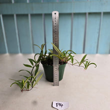 Load image into Gallery viewer, #P4 Medinilla Quadrifolia