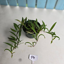 Load image into Gallery viewer, #P4 Medinilla Quadrifolia