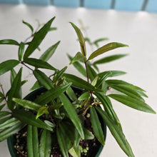 Load image into Gallery viewer, #P4 Medinilla Quadrifolia