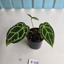 Load image into Gallery viewer, #B103 Anthurium Crystallinum x Forgetii