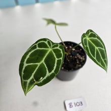 Load image into Gallery viewer, #B103 Anthurium Crystallinum x Forgetii