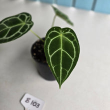 Load image into Gallery viewer, #B103 Anthurium Crystallinum x Forgetii