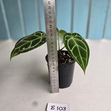 Load image into Gallery viewer, #B103 Anthurium Crystallinum x Forgetii