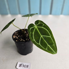 Load image into Gallery viewer, #B103 Anthurium Crystallinum x Forgetii