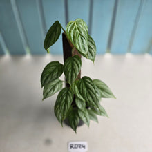 Load image into Gallery viewer, #RD24 Philodendron Sodiroi