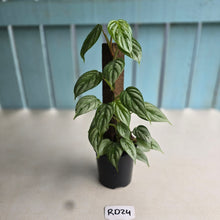 Load image into Gallery viewer, #RD24 Philodendron Sodiroi