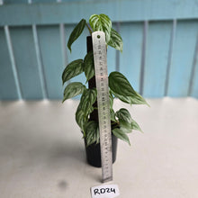 Load image into Gallery viewer, #RD24 Philodendron Sodiroi