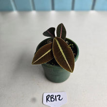 Load image into Gallery viewer, #RB12 Labisia Brown Pink