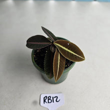 Load image into Gallery viewer, #RB12 Labisia Brown Pink