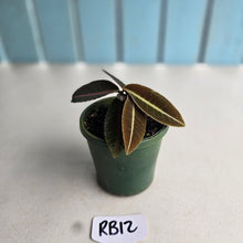 Load image into Gallery viewer, #RB12 Labisia Brown Pink