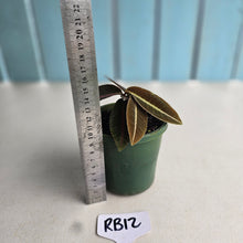 Load image into Gallery viewer, #RB12 Labisia Brown Pink