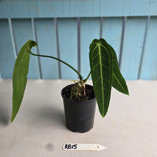 Load image into Gallery viewer, #RB15 Anthurium Warocqueanum