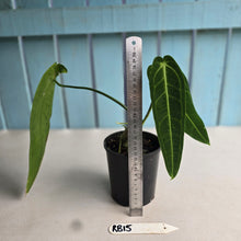 Load image into Gallery viewer, #RB15 Anthurium Warocqueanum