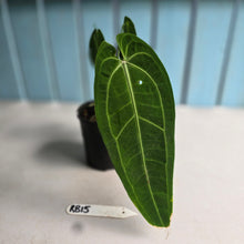 Load image into Gallery viewer, #RB15 Anthurium Warocqueanum