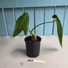 Load image into Gallery viewer, #RB15 Anthurium Warocqueanum