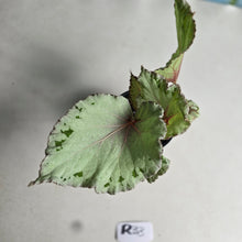 Load image into Gallery viewer, #R33 Begonia Unknown