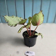 Load image into Gallery viewer, #R33 Begonia Unknown