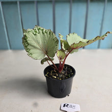 Load image into Gallery viewer, #R33 Begonia Unknown
