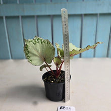 Load image into Gallery viewer, #R33 Begonia Unknown