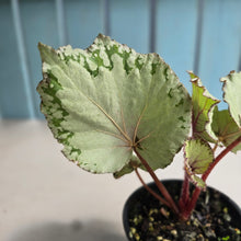 Load image into Gallery viewer, #R33 Begonia Unknown