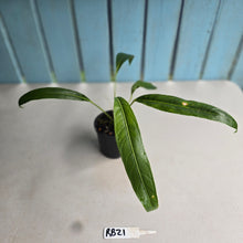 Load image into Gallery viewer, #RB21 Anthurium Spectabile