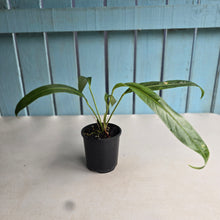 Load image into Gallery viewer, #RB21 Anthurium Spectabile