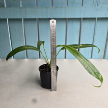 Load image into Gallery viewer, #RB21 Anthurium Spectabile