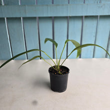 Load image into Gallery viewer, #RB21 Anthurium Spectabile