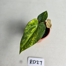 Load image into Gallery viewer, #RD27 Variegated Anthurium Forgetii x
