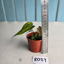Load image into Gallery viewer, #RD27 Variegated Anthurium Forgetii x