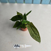 Load image into Gallery viewer, #RB4 Four x Anthurium NOID x Warocqueanum Seedlings