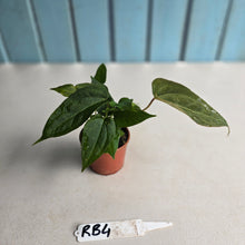 Load image into Gallery viewer, #RB4 Four x Anthurium NOID x Warocqueanum Seedlings
