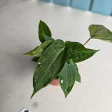 Load image into Gallery viewer, #RB4 Four x Anthurium NOID x Warocqueanum Seedlings