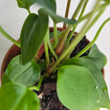 Load image into Gallery viewer, #RB4 Four x Anthurium NOID x Warocqueanum Seedlings