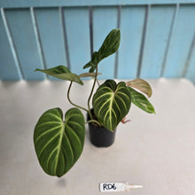 Load image into Gallery viewer, #RD6 Philodendron Gloriosum