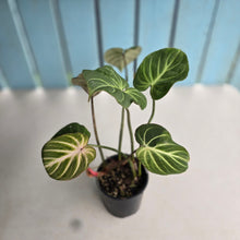 Load image into Gallery viewer, #RD6 Philodendron Gloriosum
