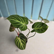 Load image into Gallery viewer, #RD6 Philodendron Gloriosum