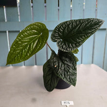 Load image into Gallery viewer, #H16 Large Anthurium Luxurians x Radicans