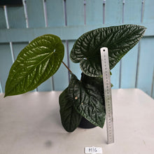 Load image into Gallery viewer, #H16 Large Anthurium Luxurians x Radicans