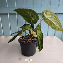 Load image into Gallery viewer, #H16 Large Anthurium Luxurians x Radicans