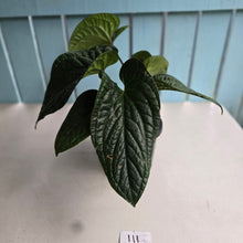 Load image into Gallery viewer, #111 Large Anthurium Luxurians x Radicans