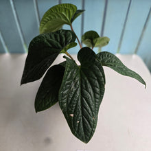 Load image into Gallery viewer, #111 Large Anthurium Luxurians x Radicans