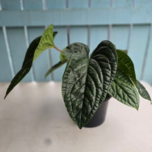 Load image into Gallery viewer, #111 Large Anthurium Luxurians x Radicans