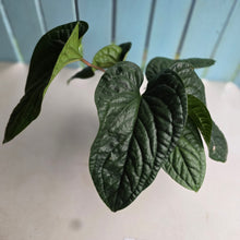 Load image into Gallery viewer, #111 Large Anthurium Luxurians x Radicans