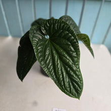Load image into Gallery viewer, #111 Large Anthurium Luxurians x Radicans